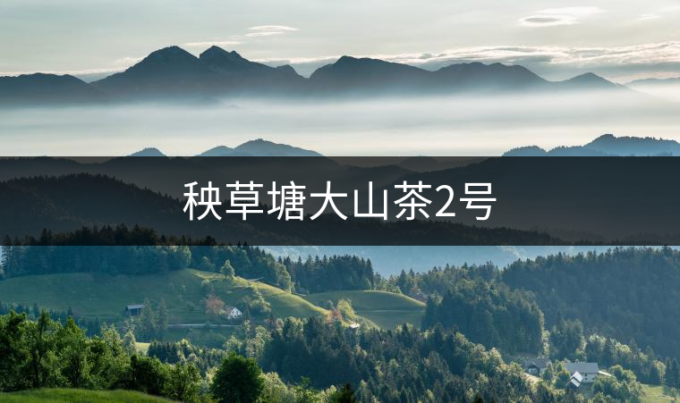 秧草塘大山茶2號(hào)