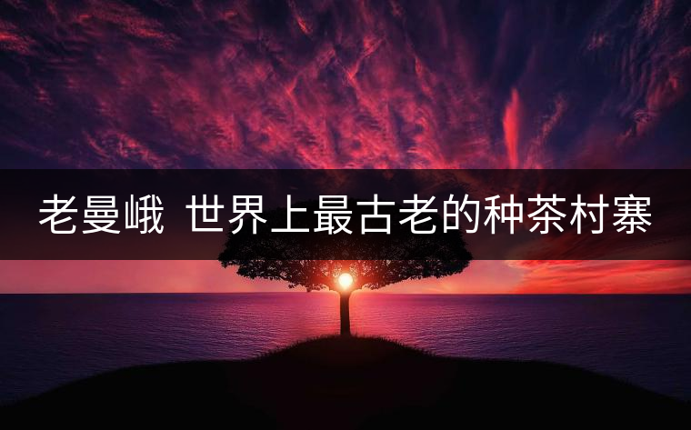 老曼峨 世界上最古老的種茶村寨 老曼峨 世界上最古老的種茶村寨