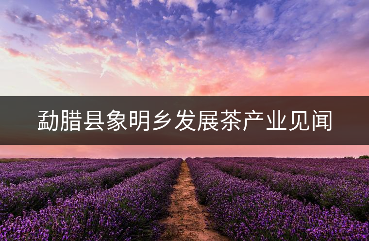 勐臘縣象明鄉(xiāng)發(fā)展茶產(chǎn)業(yè)見(jiàn)聞