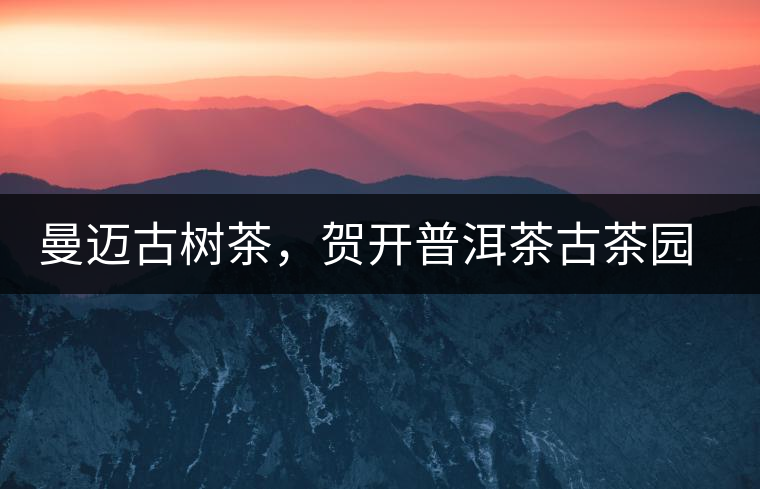 曼邁古樹(shù)茶，賀開(kāi)普洱茶古茶園的華彩綻放