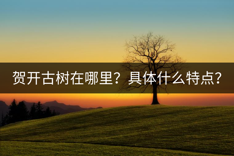 賀開古樹在哪里？具體什么特點(diǎn)？