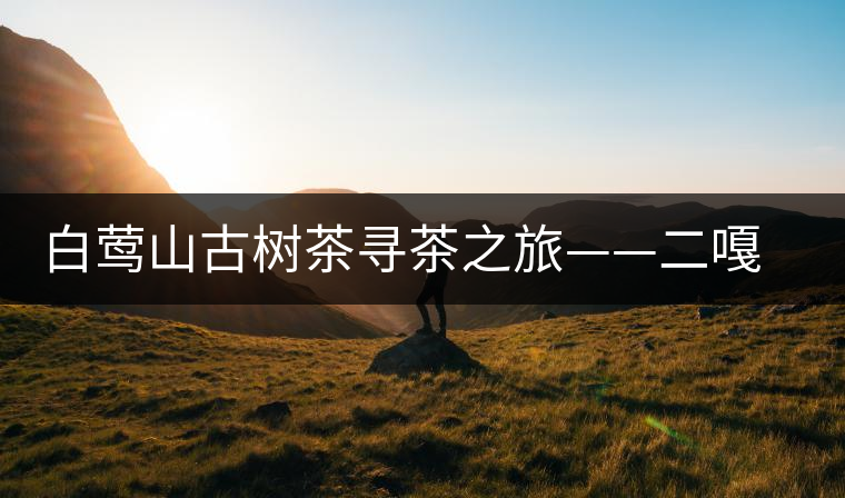 白鶯山古樹(shù)茶尋茶之旅——二嘎子茶王樹(shù) 白鶯山古樹(shù)茶尋茶之旅——二嘎子茶王樹(shù)