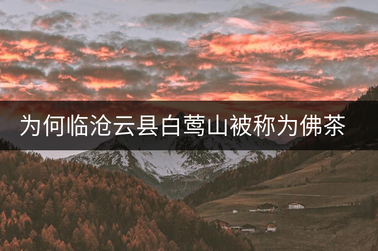 為何臨滄云縣白鶯山被稱為佛茶圣地？