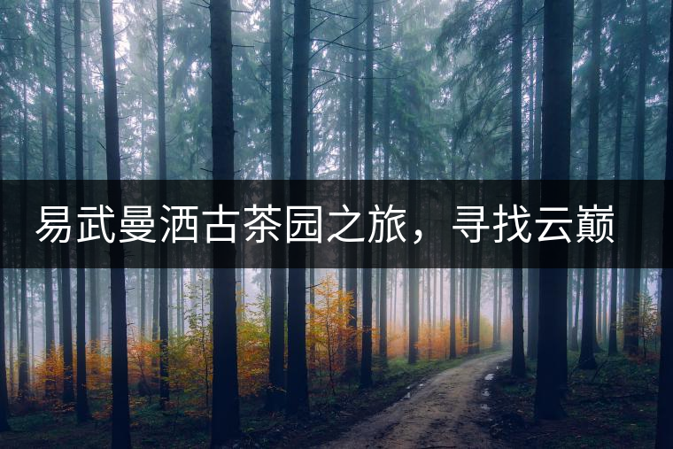 易武曼灑古茶園之旅，尋找云巔上的好茶