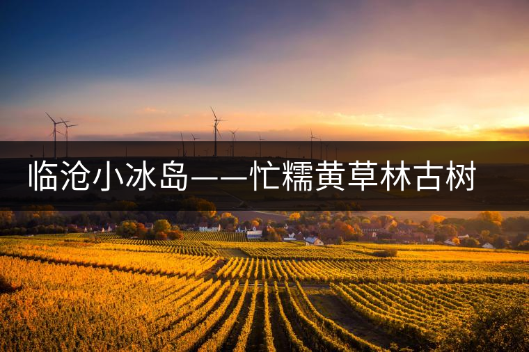 臨滄小冰島——忙糯黃草林古樹(shù)茶