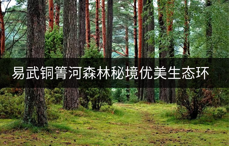 易武銅箐河森林秘境優(yōu)美生態(tài)環(huán)境 易武銅箐河森林秘境優(yōu)美生態(tài)環(huán)境