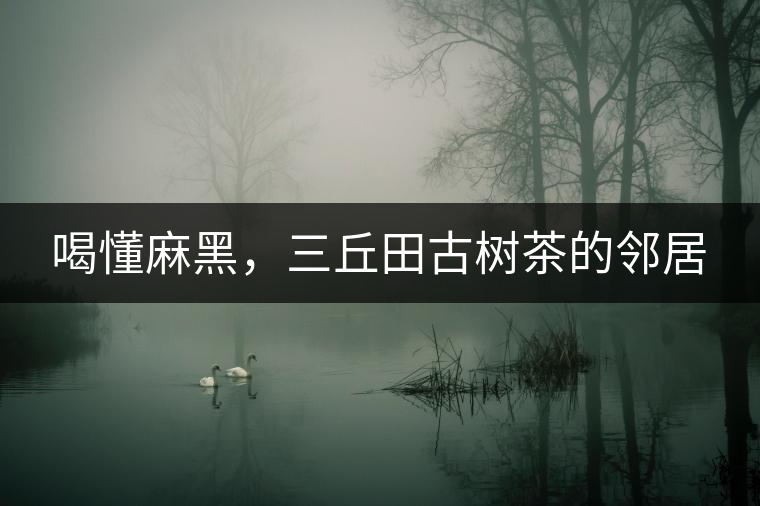 喝懂麻黑，三丘田古樹(shù)茶的鄰居