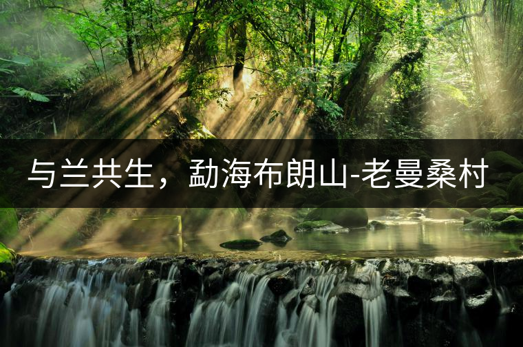 與蘭共生，勐海布朗山-老曼桑村特點(diǎn)介紹