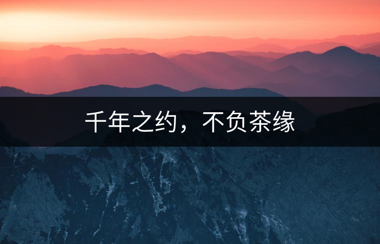 千年之約，不負(fù)茶緣