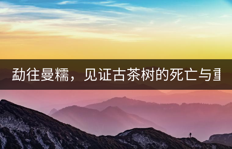 勐往曼糯，見證古茶樹的死亡與重生（上）