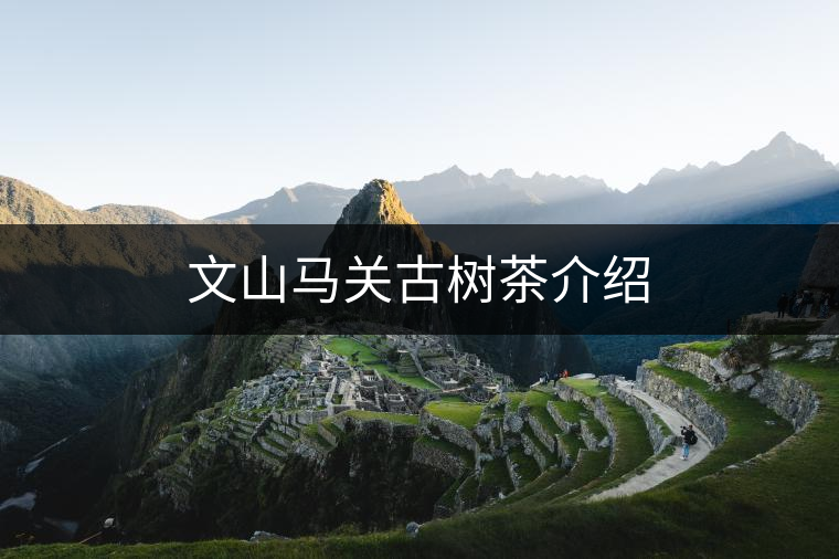 文山馬關(guān)古樹茶介紹 文山馬關(guān)古樹茶介紹