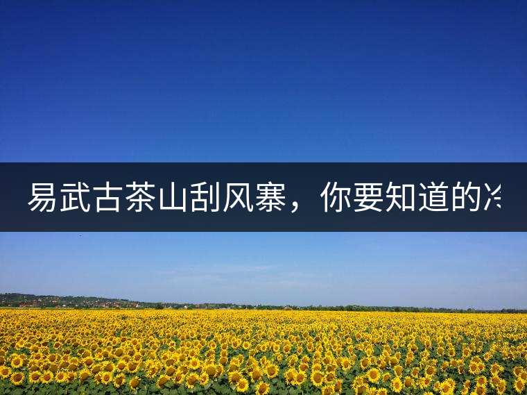 易武古茶山刮風(fēng)寨，你要知道的冷知識(shí)！