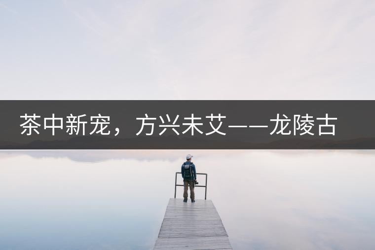 茶中新寵，方興未艾——龍陵古樹茶介紹