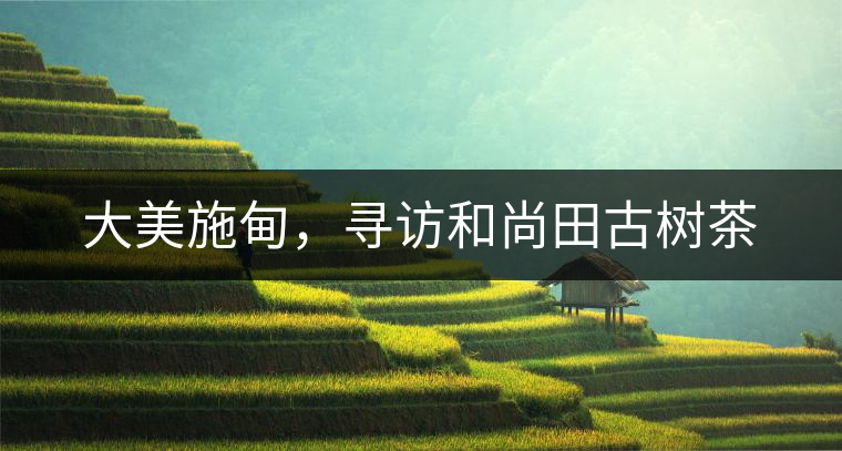 大美施甸，尋訪和尚田古樹茶