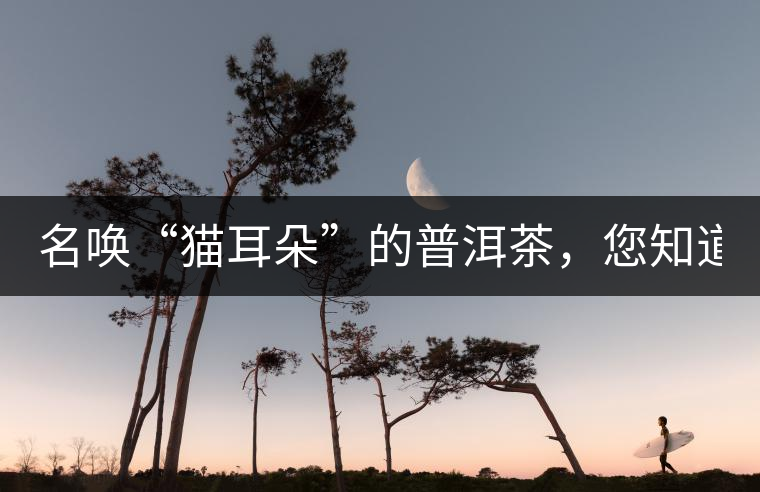 名喚“貓耳朵”的普洱茶，您知道嗎、