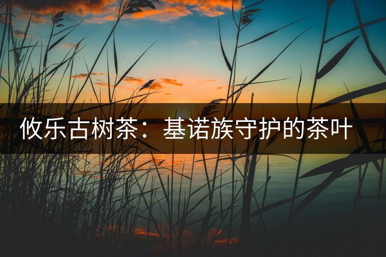 攸樂(lè)古樹茶：基諾族守護(hù)的茶葉森林