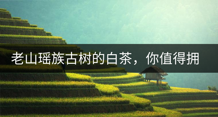老山瑤族古樹的白茶，你值得擁有