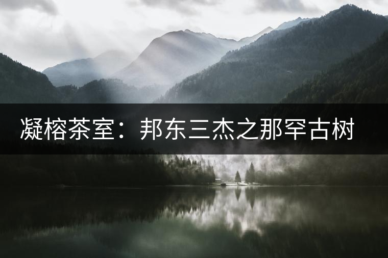 凝榕茶室:邦東三杰之那罕古樹(shù)生普 凝榕茶室:邦東三杰之那罕古樹(shù)生普