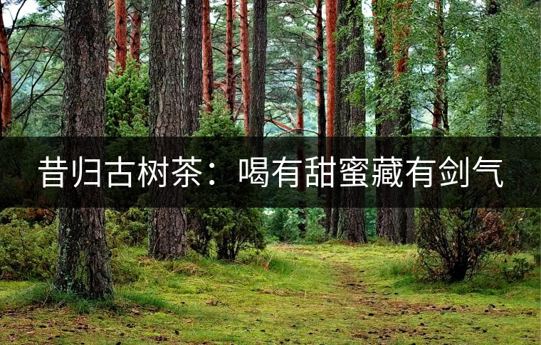昔歸古樹茶：喝有甜蜜藏有劍氣
