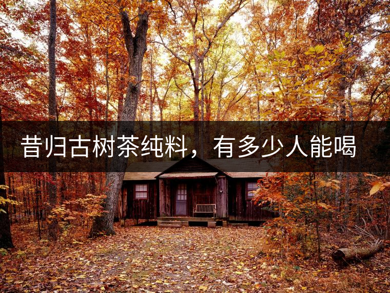 昔歸古樹茶純料，有多少人能喝到真品