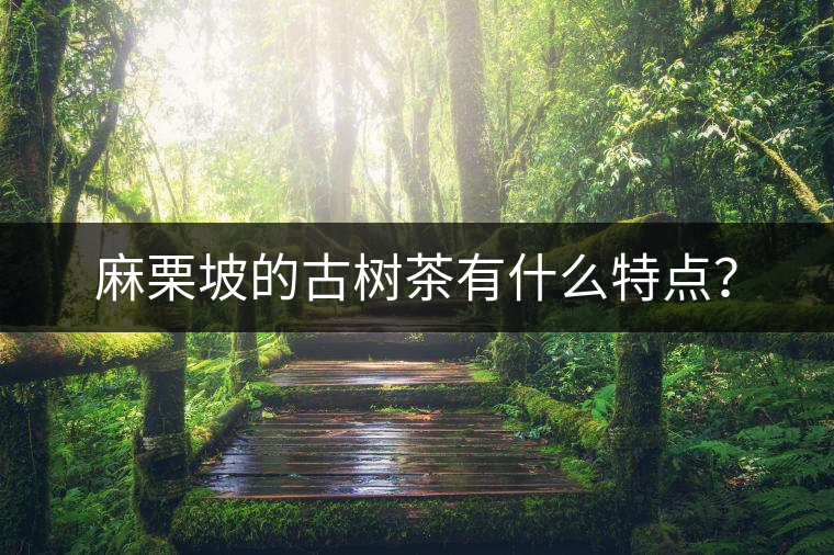 麻栗坡的古樹茶有什么特點(diǎn)？