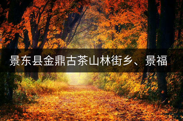 景東縣金鼎古茶山林街鄉(xiāng)、景福鄉(xiāng)、東鎮(zhèn)普洱茶