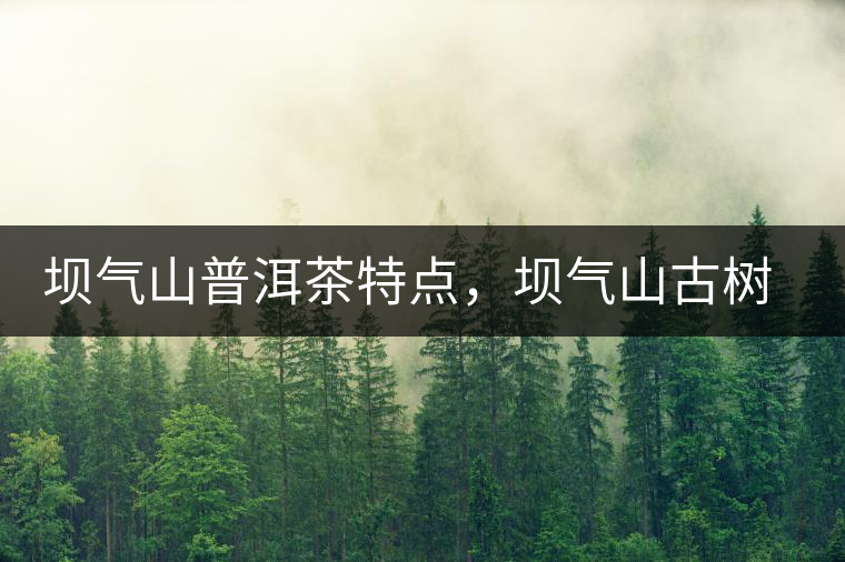 壩氣山普洱茶特點，壩氣山古樹茶介紹