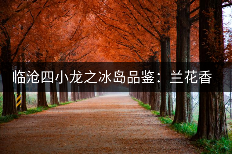 臨滄四小龍之冰島品鑒：蘭花香，冰糖甜