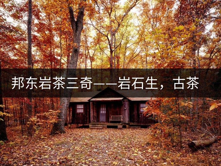 邦東巖茶三奇——巖石生，古茶韻，原野香