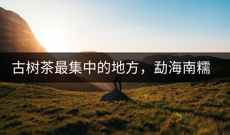 古樹(shù)茶最集中的地方，勐海南糯山古茶山介紹