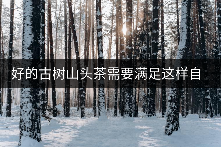 好的古樹山頭茶需要滿足這樣自然條件，以大忠山為例！