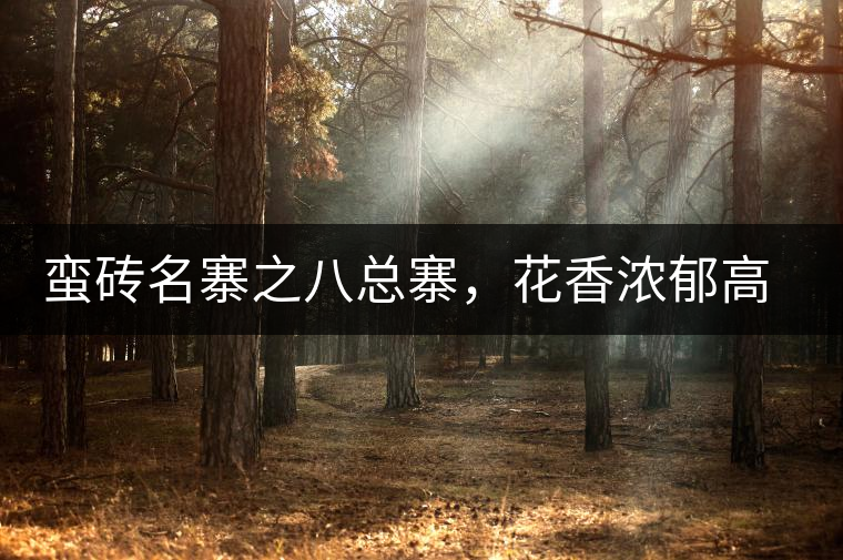 蠻磚名寨之八總寨，花香濃郁高揚