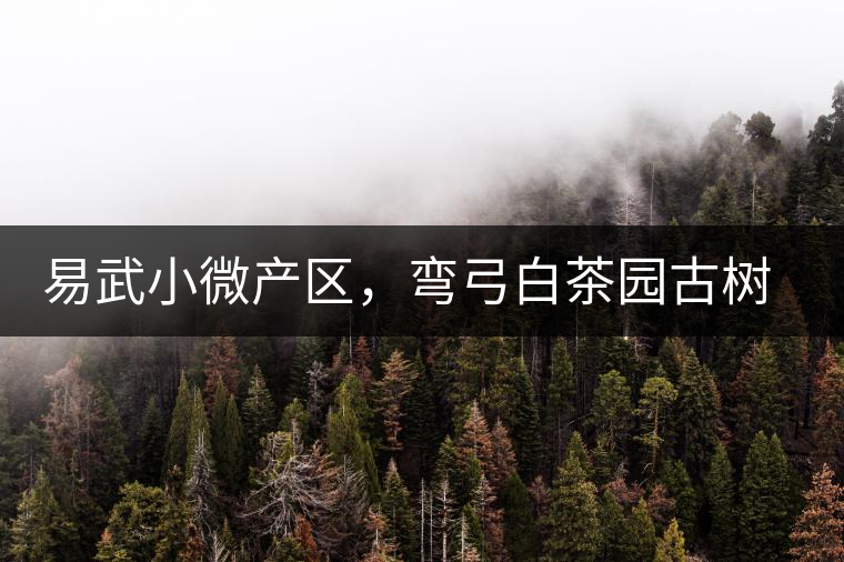 易武小微產(chǎn)區(qū)，彎弓白茶園古樹茶介紹