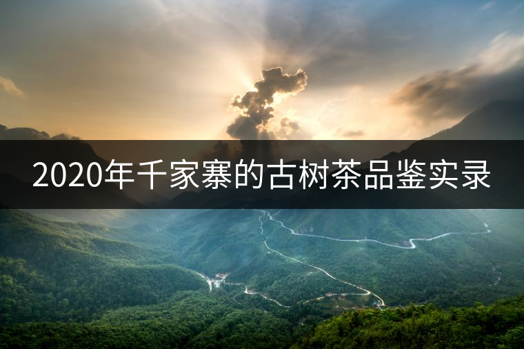 2020年千家寨的古樹(shù)茶品鑒實(shí)錄