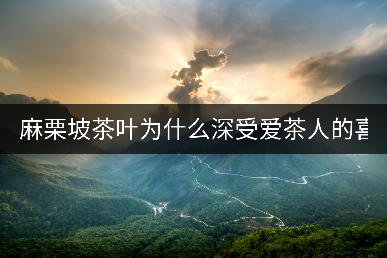 麻栗坡茶葉為什么深受愛茶人的喜愛？