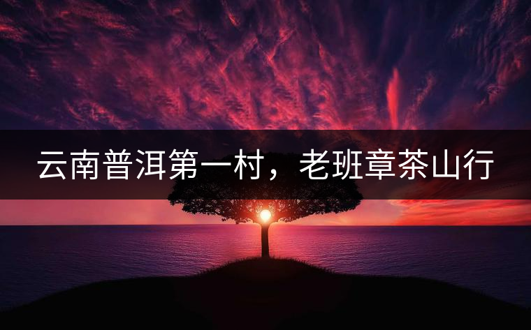 云南普洱第一村，老班章茶山行