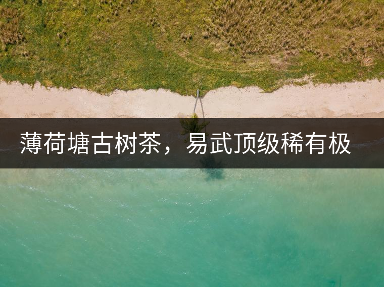 薄荷塘古樹茶，易武頂級稀有極品