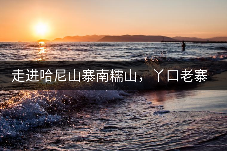 走進(jìn)哈尼山寨南糯山，丫口老寨普洱茶特點(diǎn)