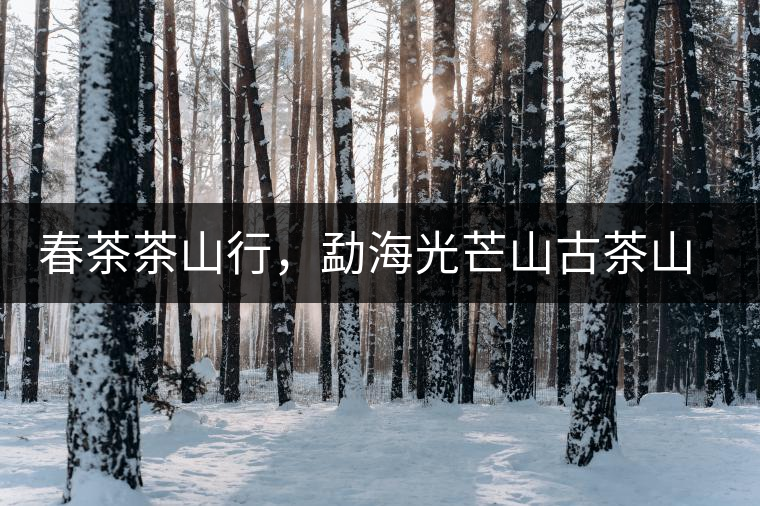 春茶茶山行，勐海光芒山古茶山你去過嗎？