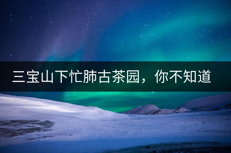 三寶山下忙肺古茶園，你不知道的古樹茶傳說