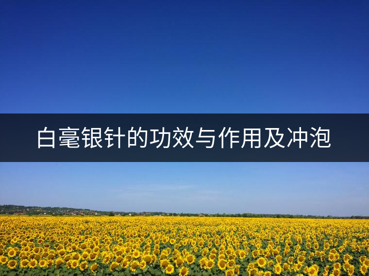 白毫銀針的功效與作用及沖泡