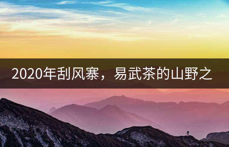 2020年刮風(fēng)寨，易武茶的山野之王-易武中聘號(hào)
