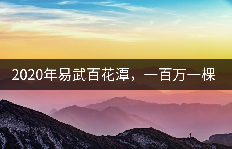 2020年易武百花潭，一百萬(wàn)一棵樹-易武中聘號(hào)