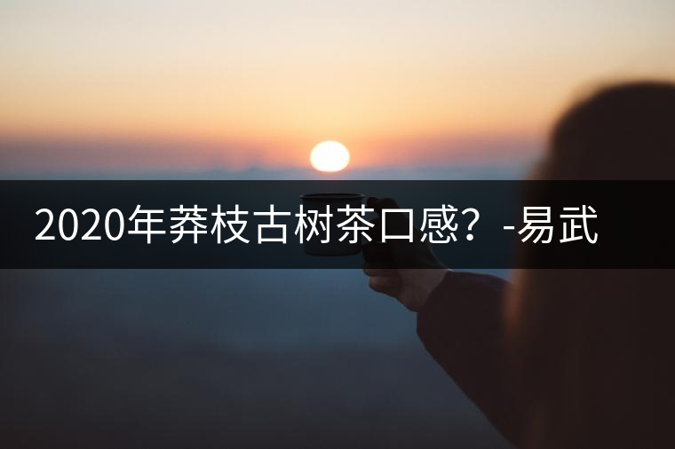 2020年莽枝古樹茶口感？-易武中聘號