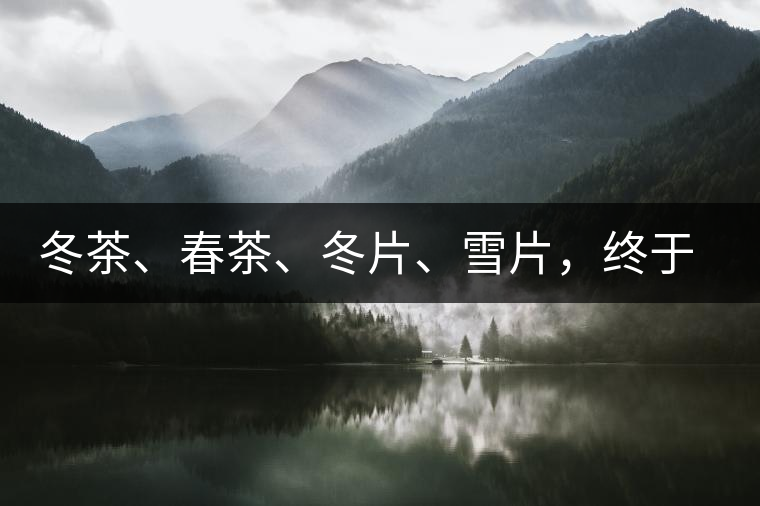 冬茶、春茶、冬片、雪片，終于分清楚了