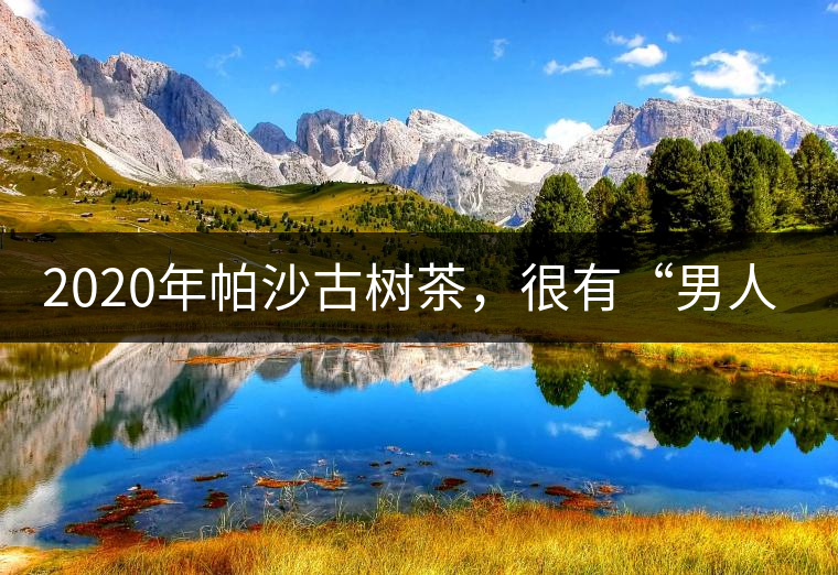 2020年帕沙古樹茶，很有“男人味”-易武中聘號