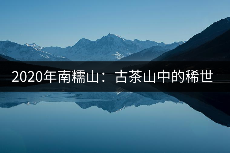 2020年南糯山:古茶山中的稀世之珍-易武中聘號(hào) 2020年南糯山:古茶山中的稀世之珍-易武中聘號(hào)