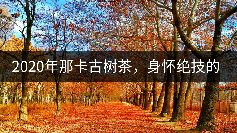 2020年那卡古樹(shù)茶，身懷絕技的“小班章” -易武中聘號(hào)