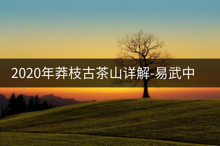 2020年莽枝古茶山詳解-易武中聘號(hào) 2020年莽枝古茶山詳解-易武中聘號(hào)