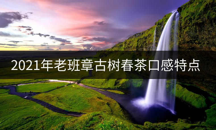 2021年老班章古樹春茶口感特點(diǎn)？